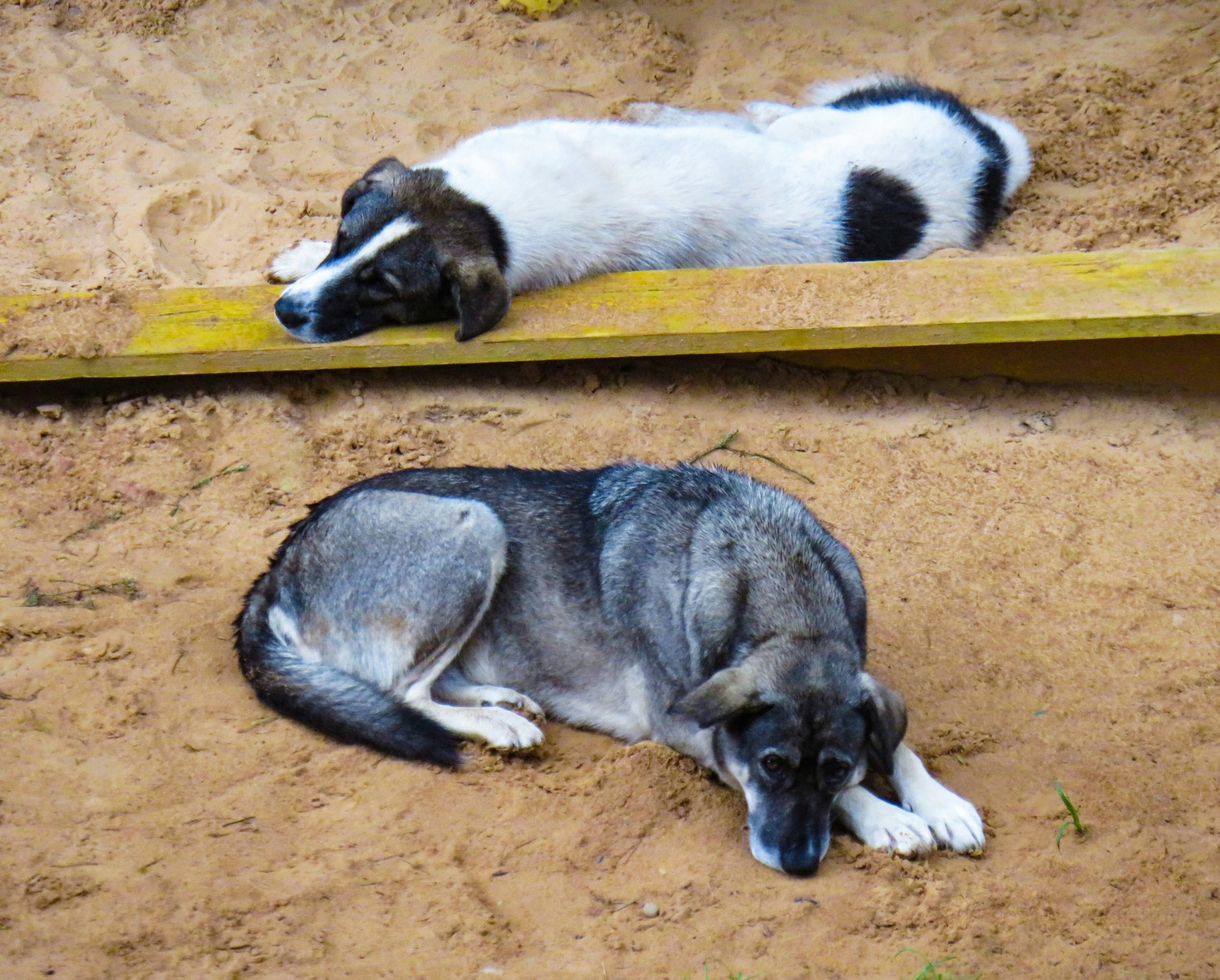 chien abandonné